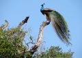 Peacock at Wasgamuwa, srilanka.travel