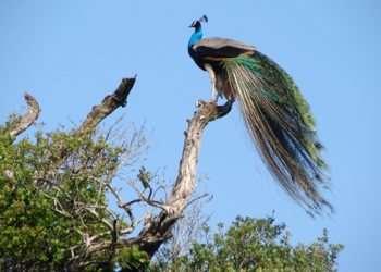 Peacock at Wasgamuwa, srilanka.travel
