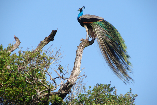 Peacock at Wasgamuwa, srilanka.travel